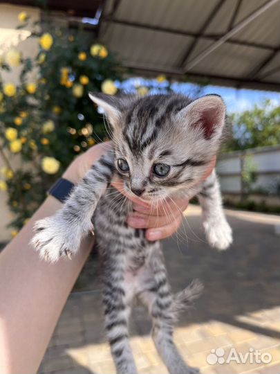 Котята от вислоухой мамы