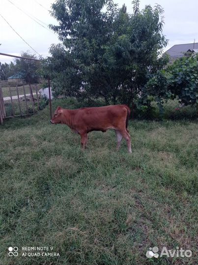 Продаётся телёнок