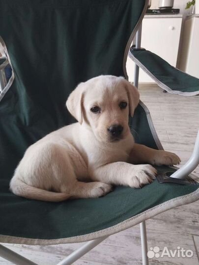 Щенки лабрадора