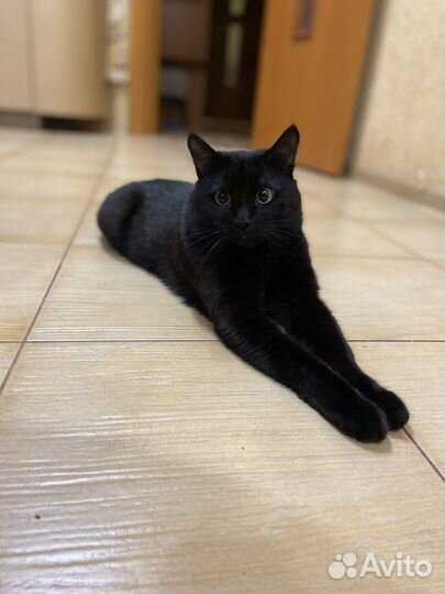 Вязка кошек