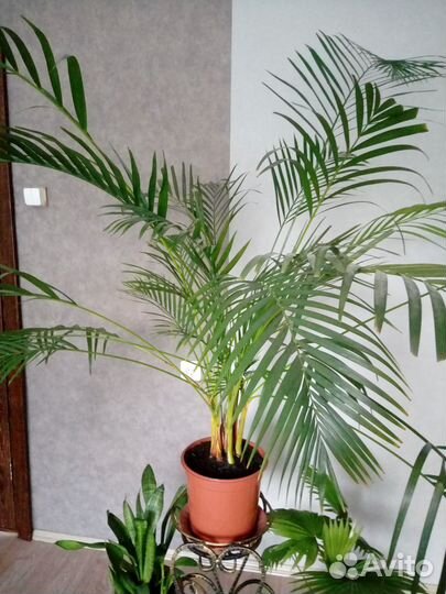 Пальма Арека