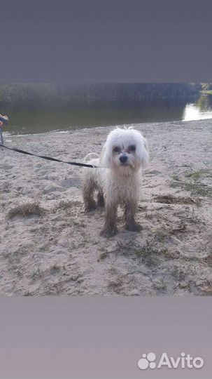 Мальтийская болонка вязка