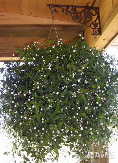 Традесканция гибазис(Фата невесты)