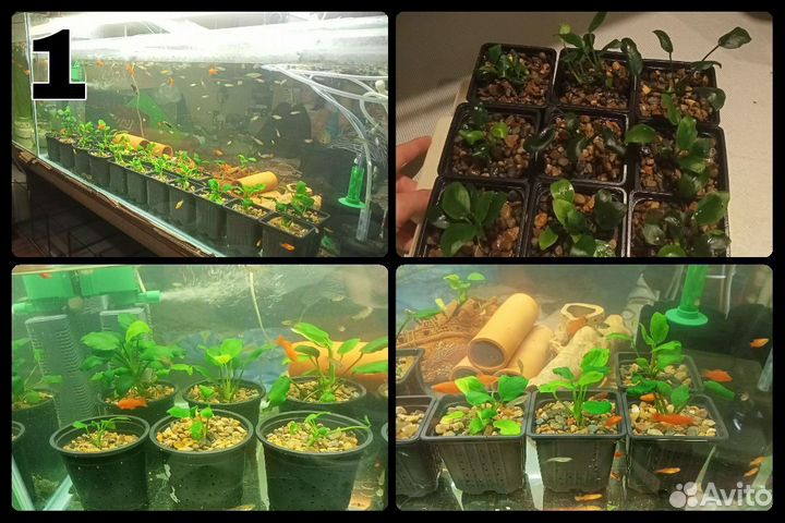 Аквариумные растения. Кринум. Анубиас нана. Мхи