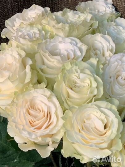 Цветы Букеты Розы 25 51 101 Эквадор