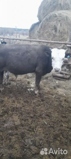 Бык на докорм