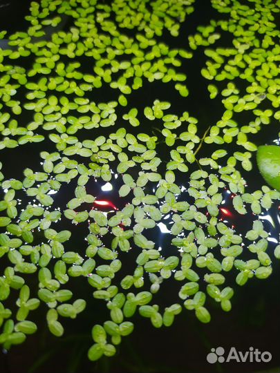 Ряска, риччия, лимнобиум для аквариума