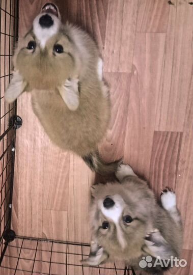 Вельш-корги пемброк девочки