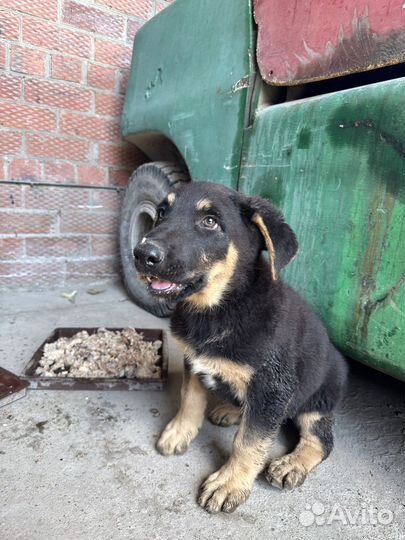 Щенок ищет дом