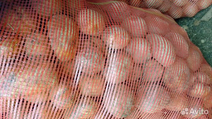 Картофель 1000 сетка