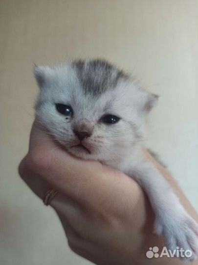 Шотландские котята