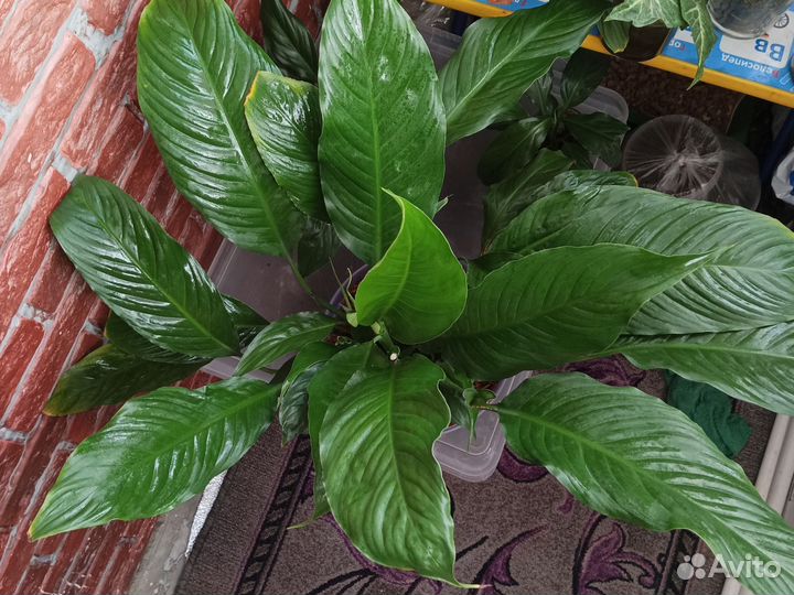 Спатифиллум