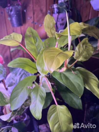 Филодендрон малай голд