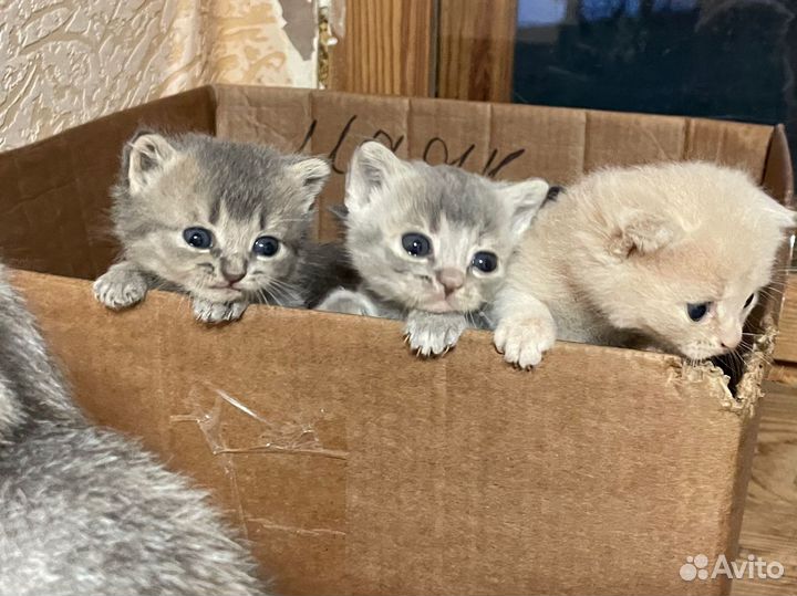 Британские котята