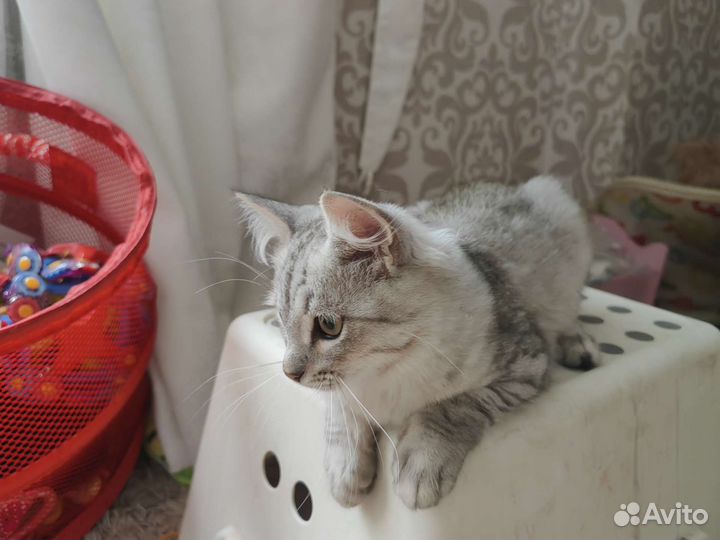 Котик в добрые руки