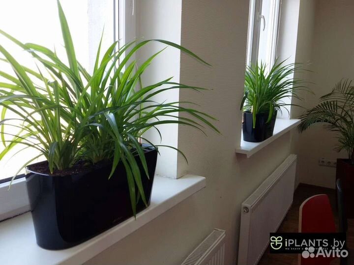 Хлорофитум хохлатый