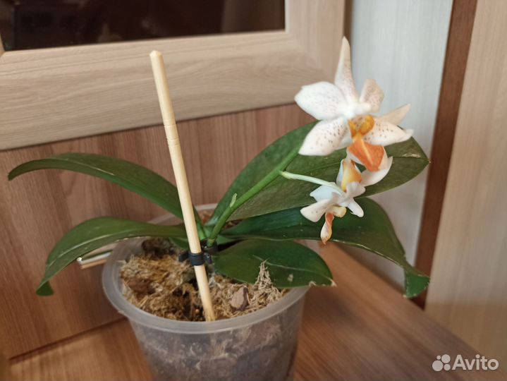 Орхидея мини марк