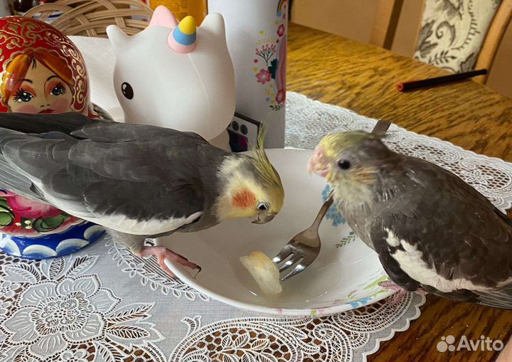 Птенец кореллы птенец