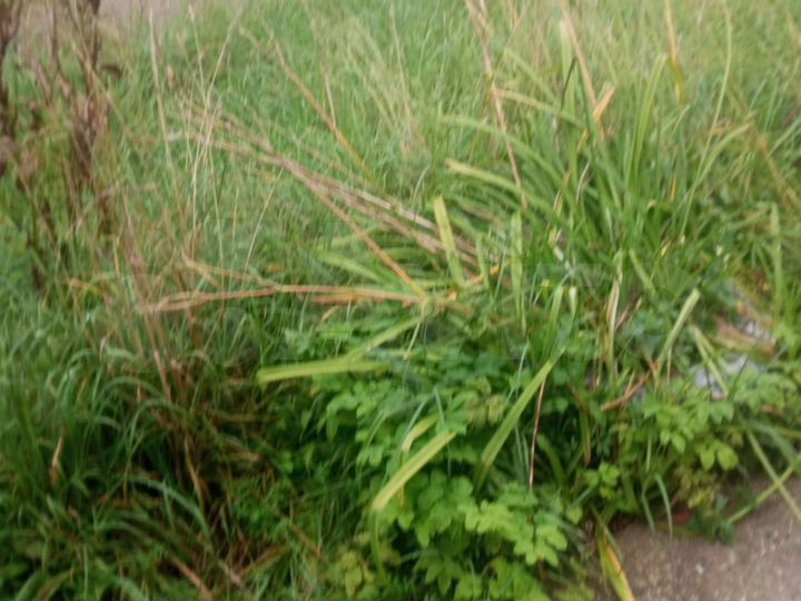 Участок 20 сот. (ИЖС)