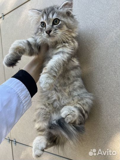 Кот турецкая ангора