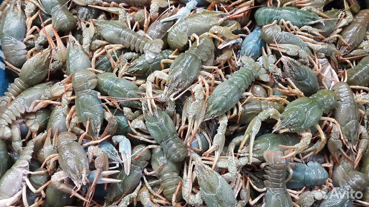 Раки живые