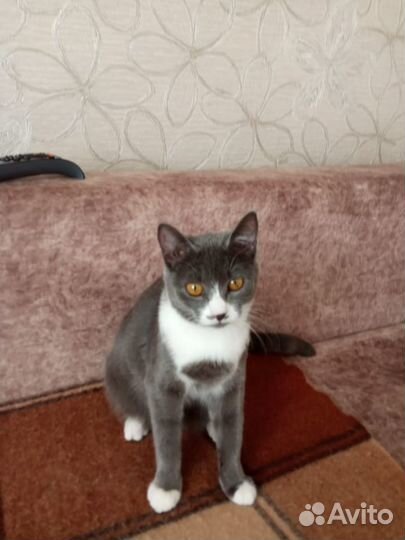 Отдам в добрые руки