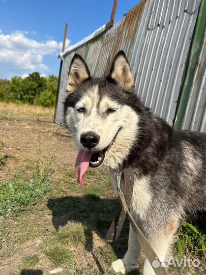 Собака в добрые руки хаски