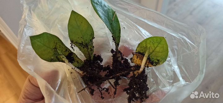 Замиокулькас, сансевиерия, хлорофитум, алоэ