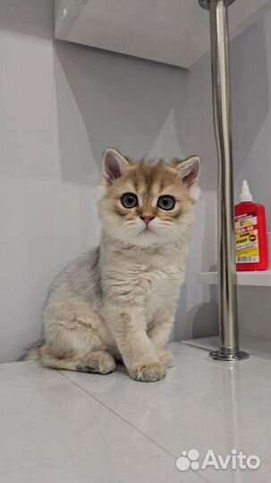 Котята золотая шиншилла