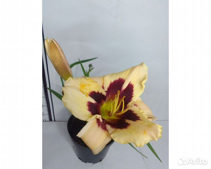 Лилейник Moonlit Masquerade