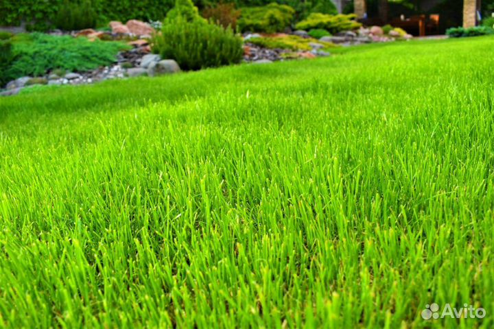 Газонные травы