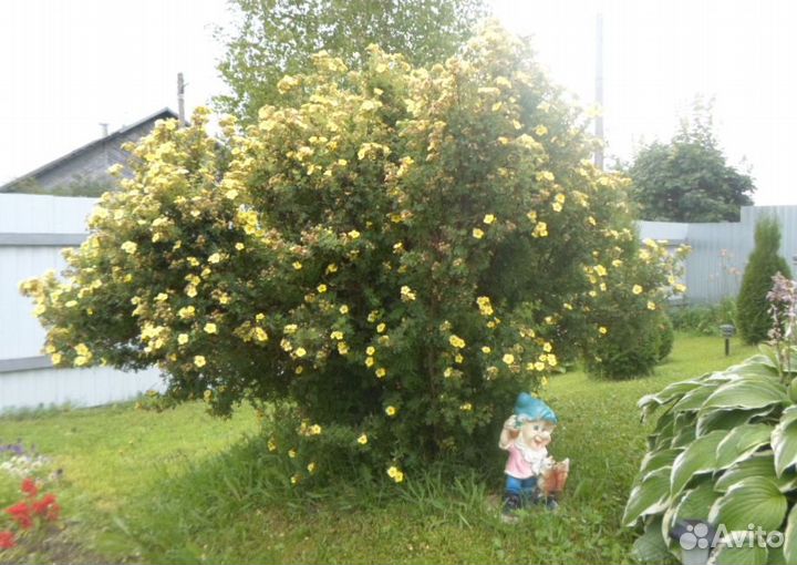 Лапчатка жёлтая