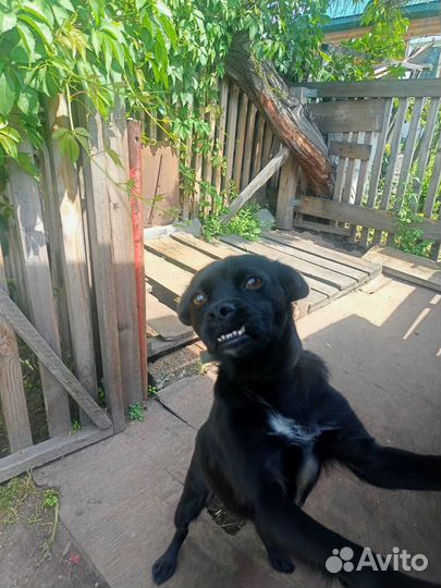 Отдам в добрые руки небольшую собачку