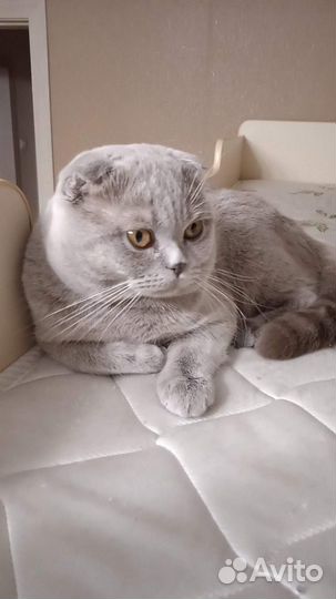 Шотландский кот вязка