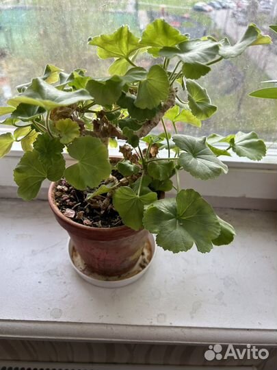 Комнатные растения цветы