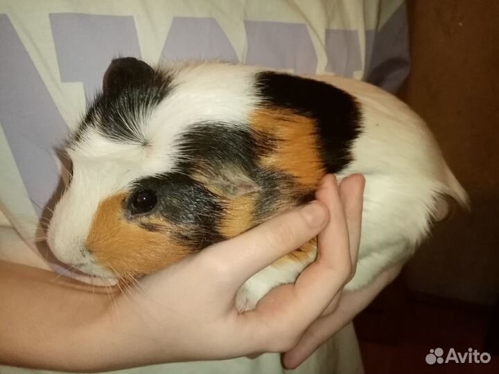 Морская свинка с клеткой