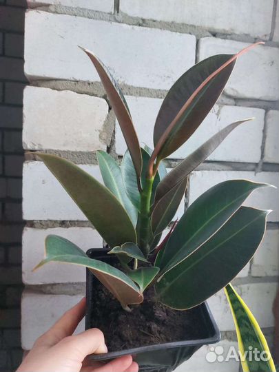 Фикус Мелани