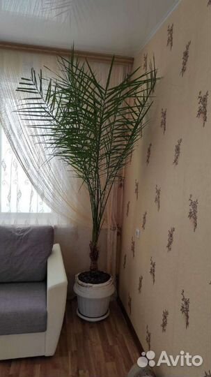 Финиковая пальма до потолка 2,5 м