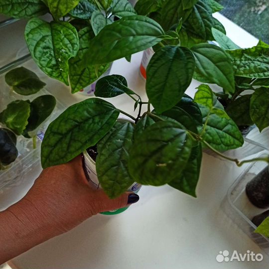 Клеродендрум Томпсона