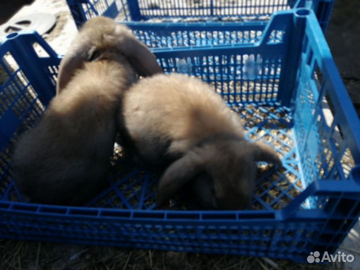 Кролики породы французский баран