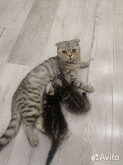 Шотландские котята