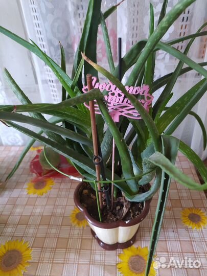Дендробиум фаленопсис,каллы,алоэ