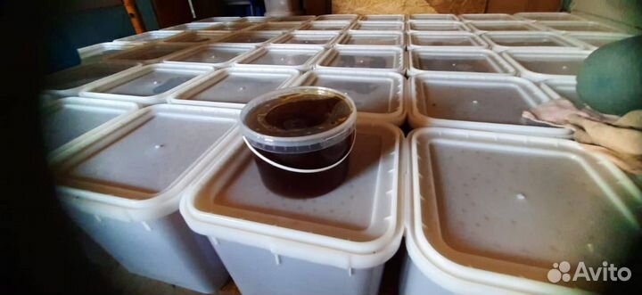 Мед Алтайское разнотравье оптом 2023