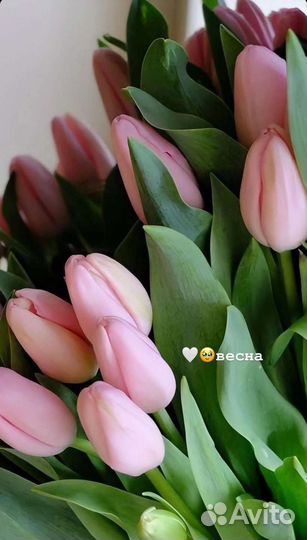 Цветы тюльпаны