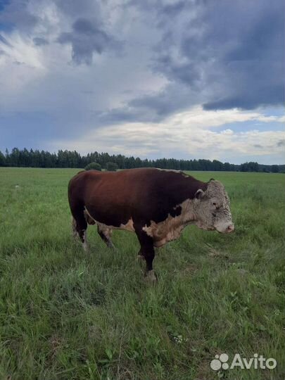 Бык герефорд