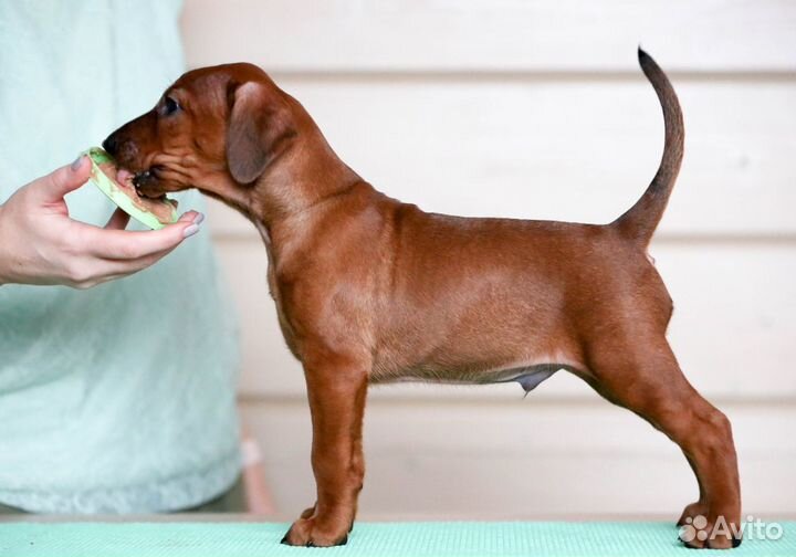 Щенки немецкого пинчера