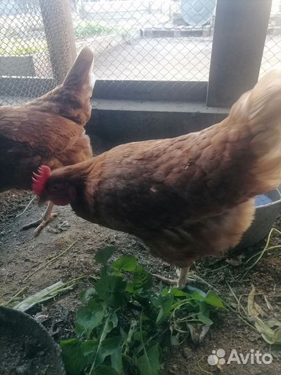 Куры несушки