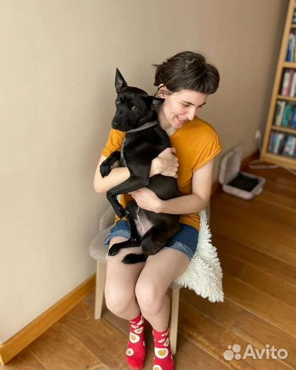 Красивая собачка