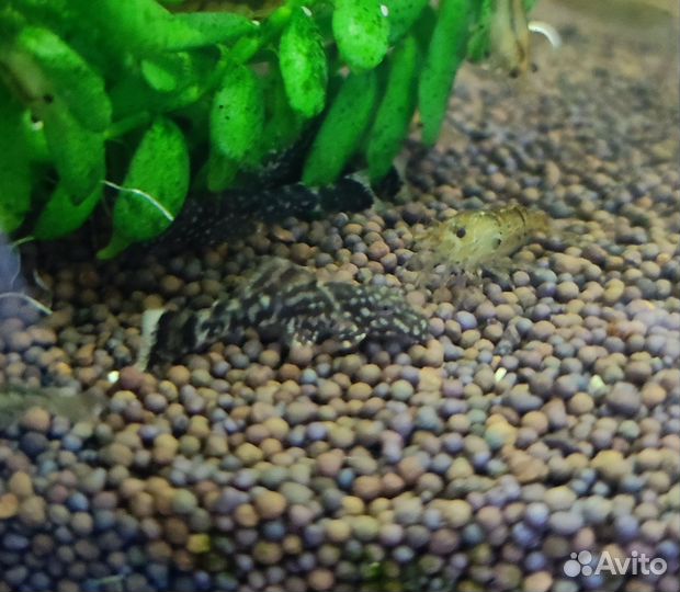 Аквариумные рыбки