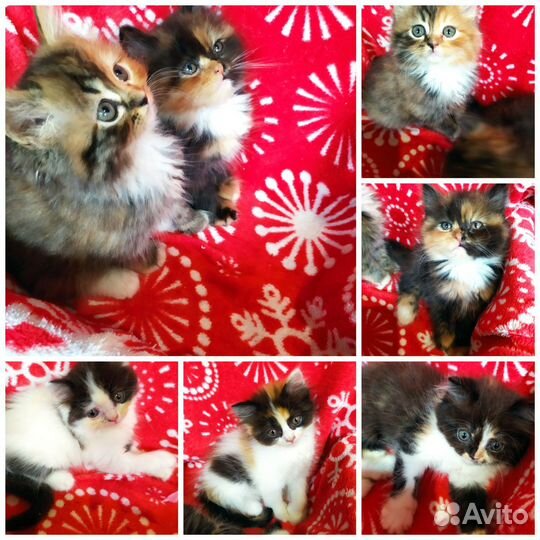 Персидские котята